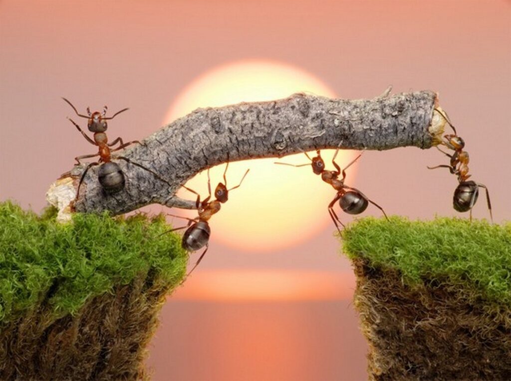 Mơ thấy kiến bò thường chứa những bí ẩn thú vị